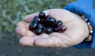 Tonda, carnosa, immancabile sulla focaccia: alla scoperta dell'oliva dolce di Bitetto  